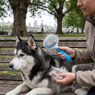 Brosse pour Chien