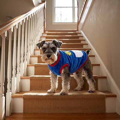 Pull pour Chien
