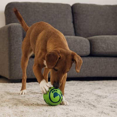 Balle pour Chien