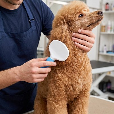 Brosse pour Chien 