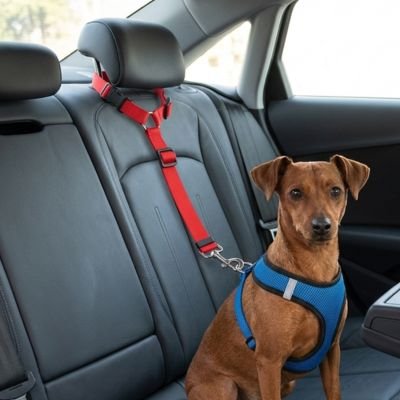 Ceinture de sécurité pour chien