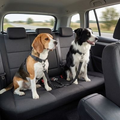 Ceinture de sécurité pour chien