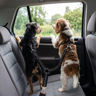 Ceinture de sécurité pour chien