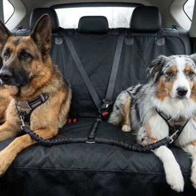 Ceinture de sécurité pour chien