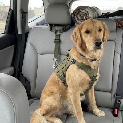 Ceinture de sécurité pour chien
