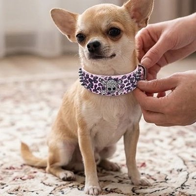 Collier Chien