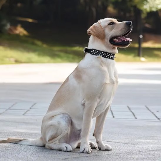 Collier pour chien 