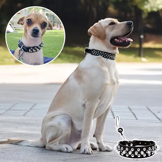 Collier pour chien 