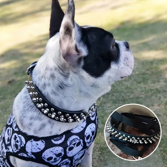 Collier pour chien 