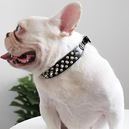 Collier pour chien 
