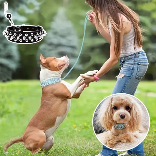 Collier pour chien 