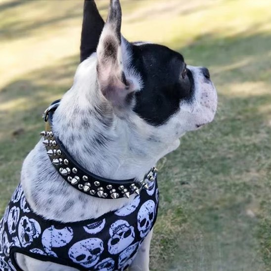 Collier pour chien 