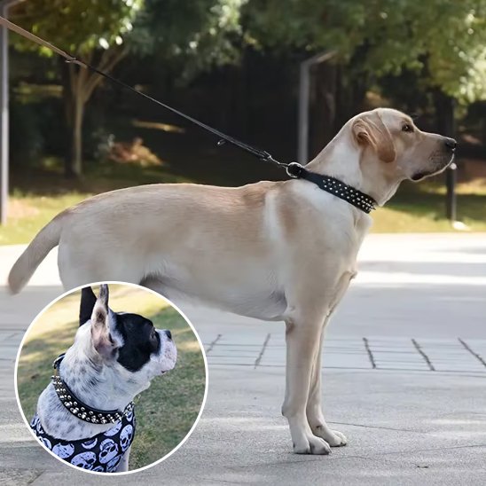 Collier pour chien 