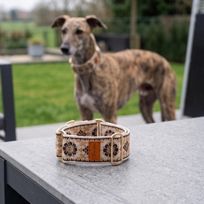 Collier pour Chien