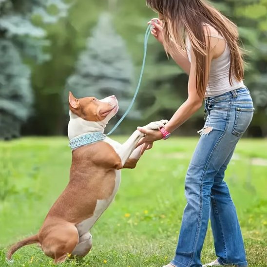Collier pour chien 
