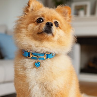 Collier pour Chien