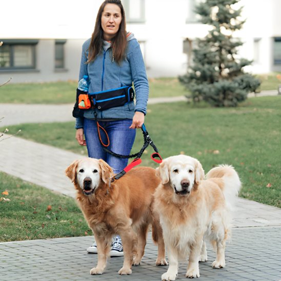 Double laisse pour chien