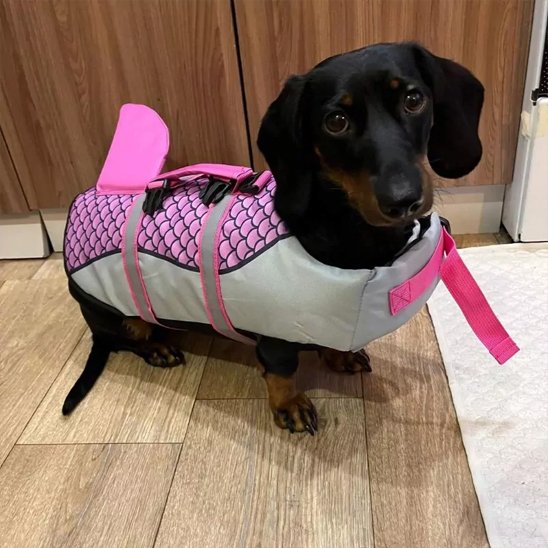 Gilet de sauvetage chien