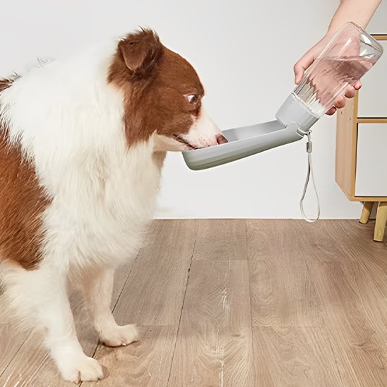 Gourde chien