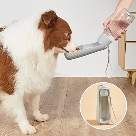 Gourde chien