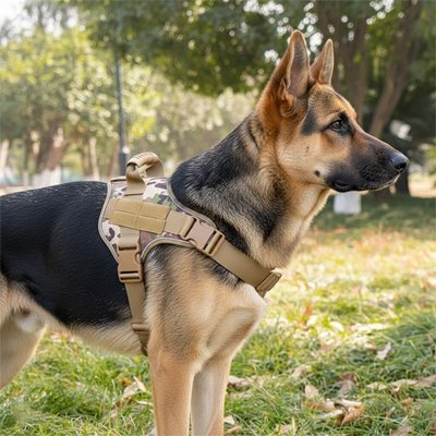 Harnais chien 