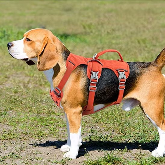 Harnais pour chien