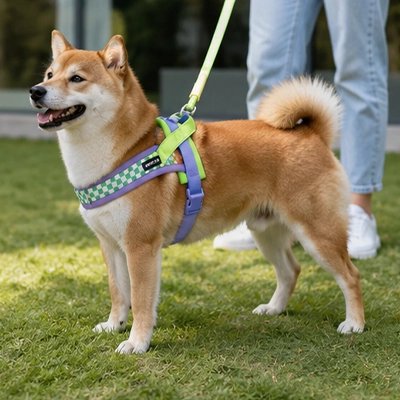 Harnais pour Chien