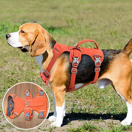 Harnais pour chien
