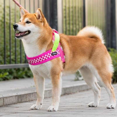 Harnais pour Chien