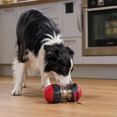 Jouet Chien