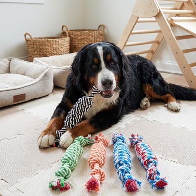 Jouet pour chien​