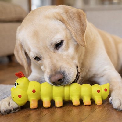 Jouet pour chien​