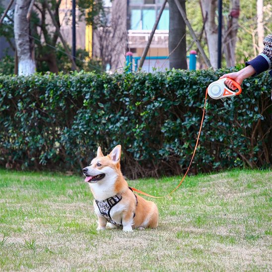 Laisse chien enrouleur