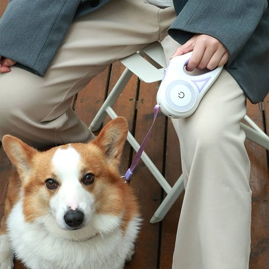 Laisse chien enrouleur