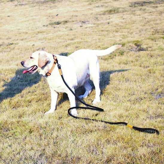 Laisse chien