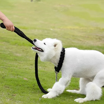 Laisse chien