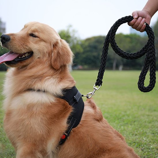 Laisse chien
