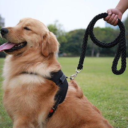 Laisse chien