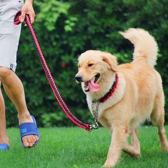 Laisse chien