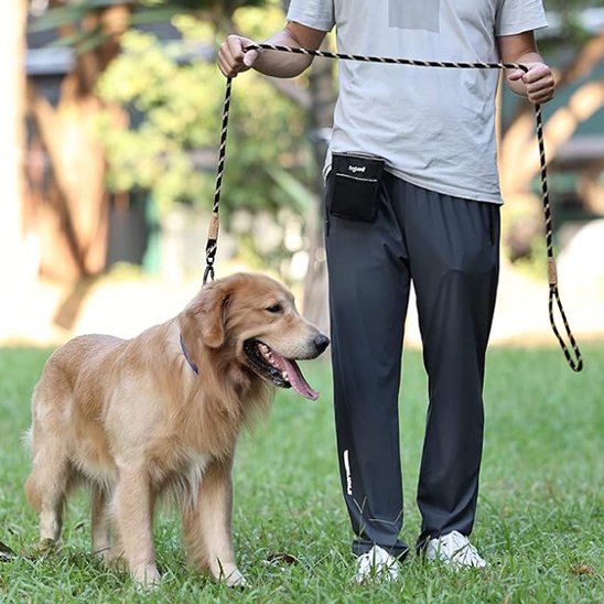 Laisse chien