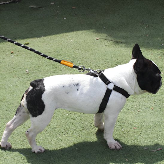 Laisse chien