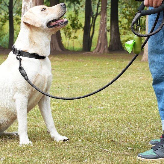 Laisse pour chien