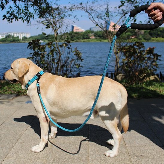Laisse pour chien