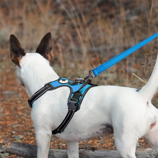 Laisse pour chien