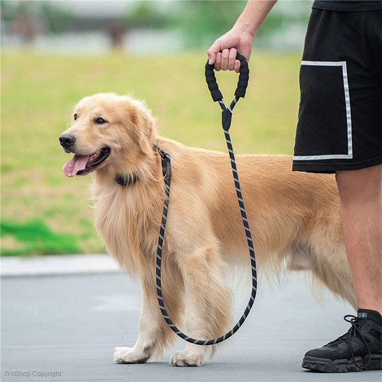 Laisse pour chien