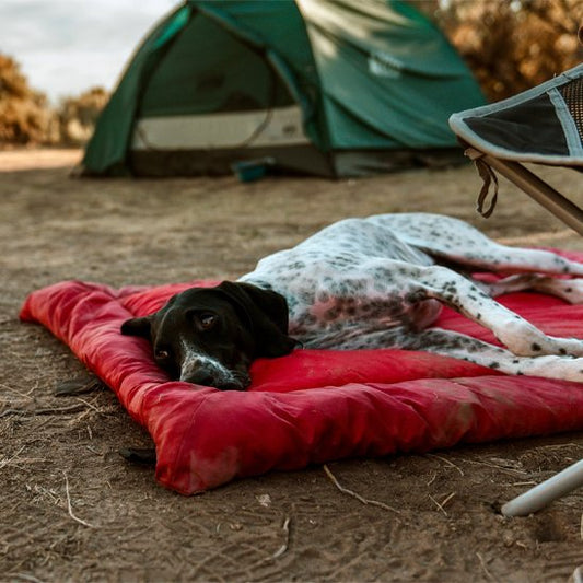 Lit de camp pour chien