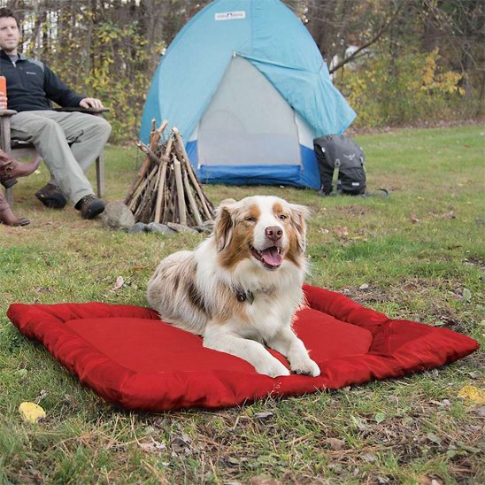 Lit de camp pour chien