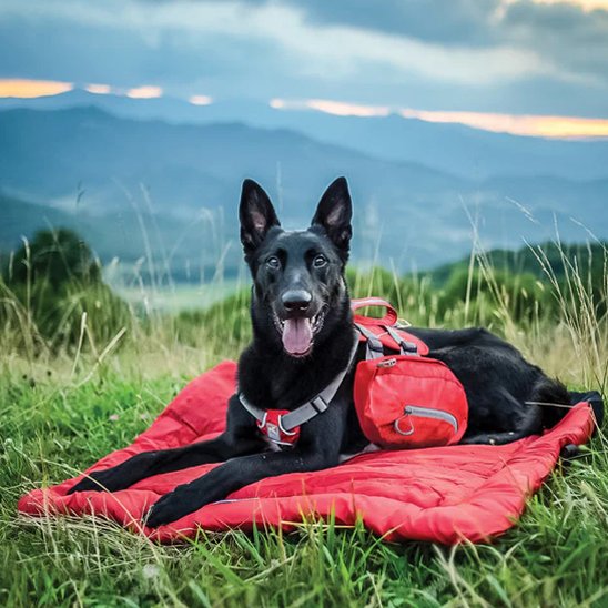 Lit de camp pour chien