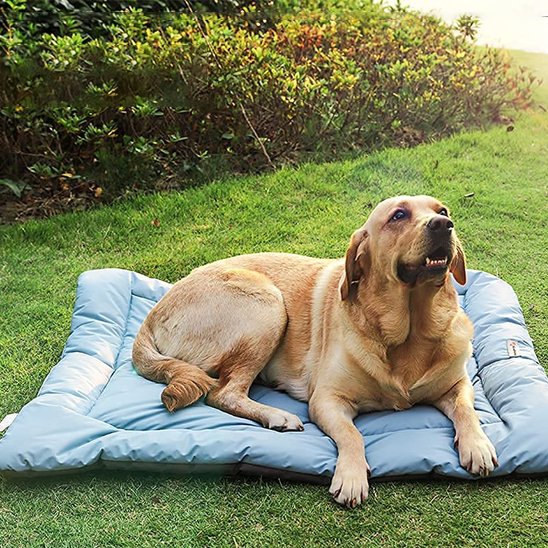 Lit de camp pour chien