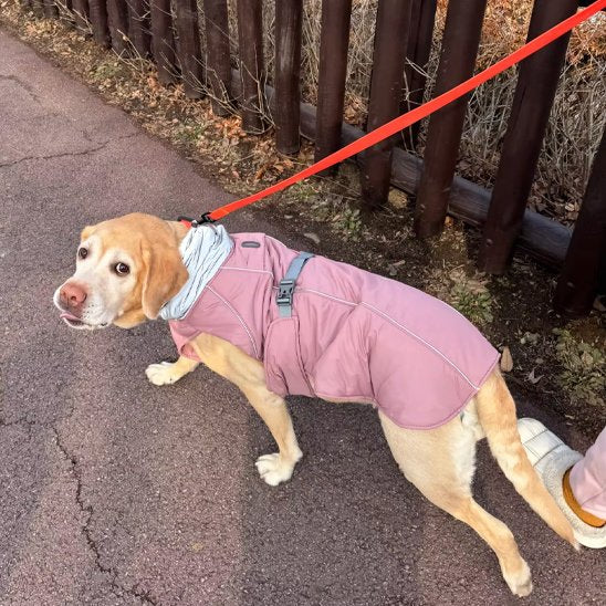 Manteau pour chien